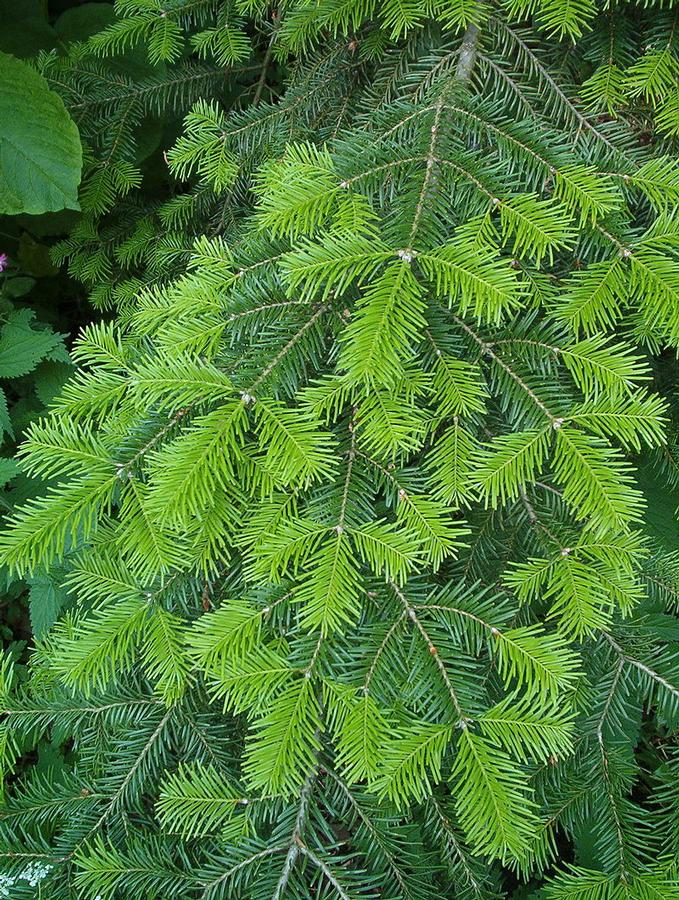 Abies veitchii 