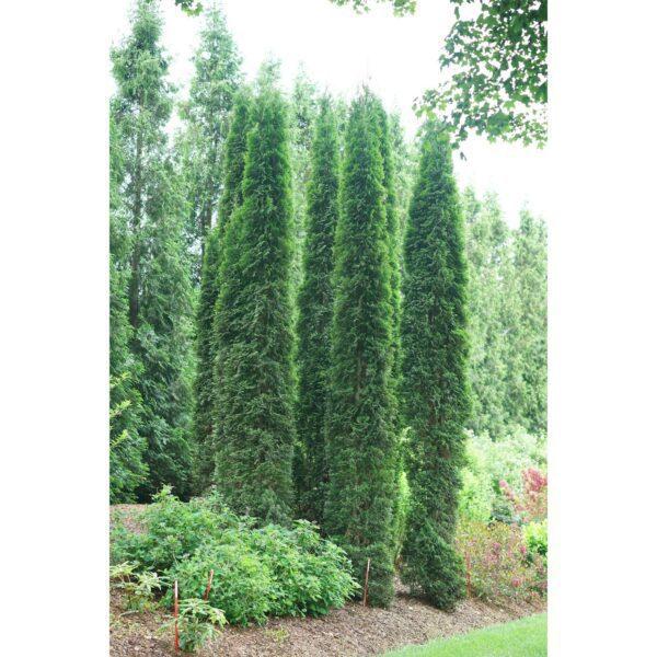 Thuja occidentalis Sting - PW