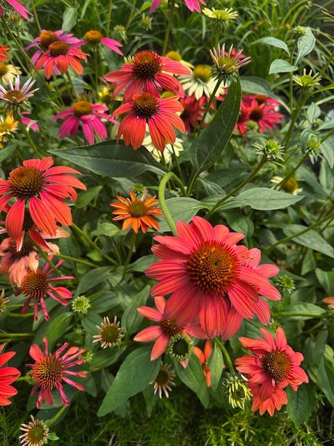Annuals Annuals Annuals