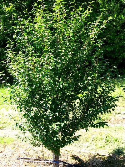 Styrax japonicus Snowbell