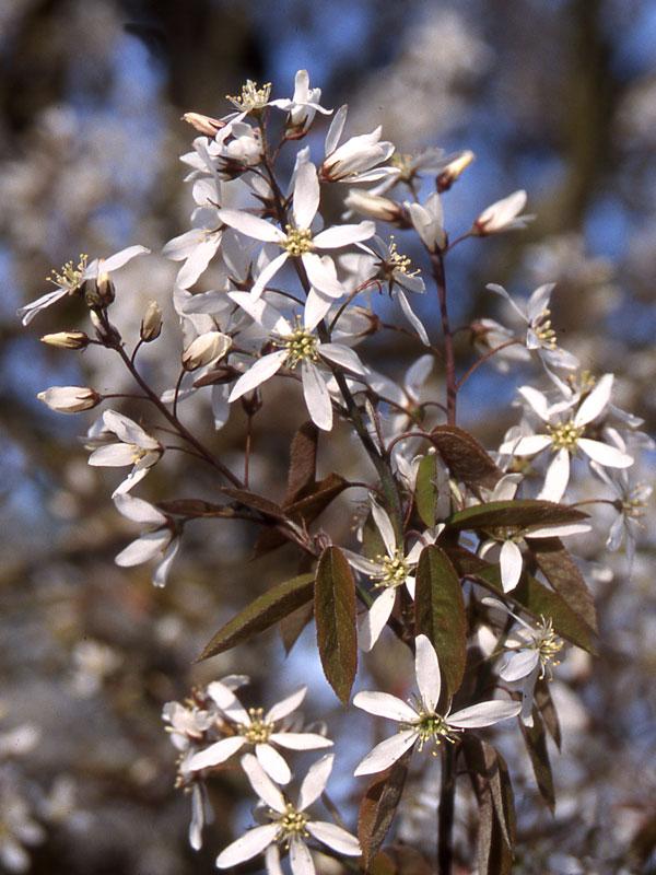 Amelanchier x. grandiflora 'Princess Diana Amelanchier x grandiflora Princess Dianna