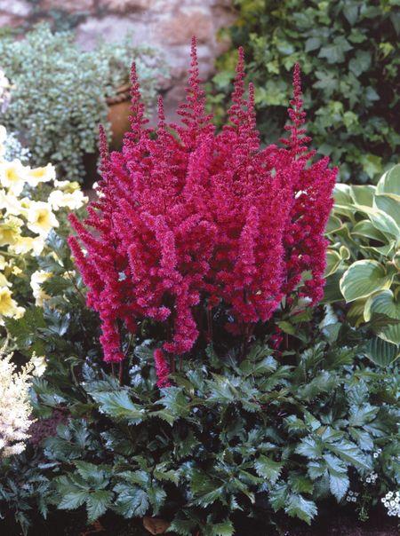 Astilbe chinensis Little Visions in Red
