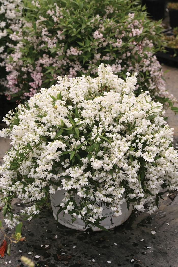 Deutzia Yuki Snowflake®