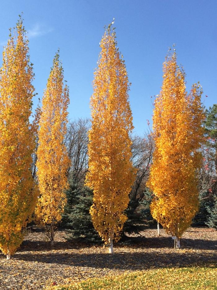 Betula platyphylla Parkland Pillar