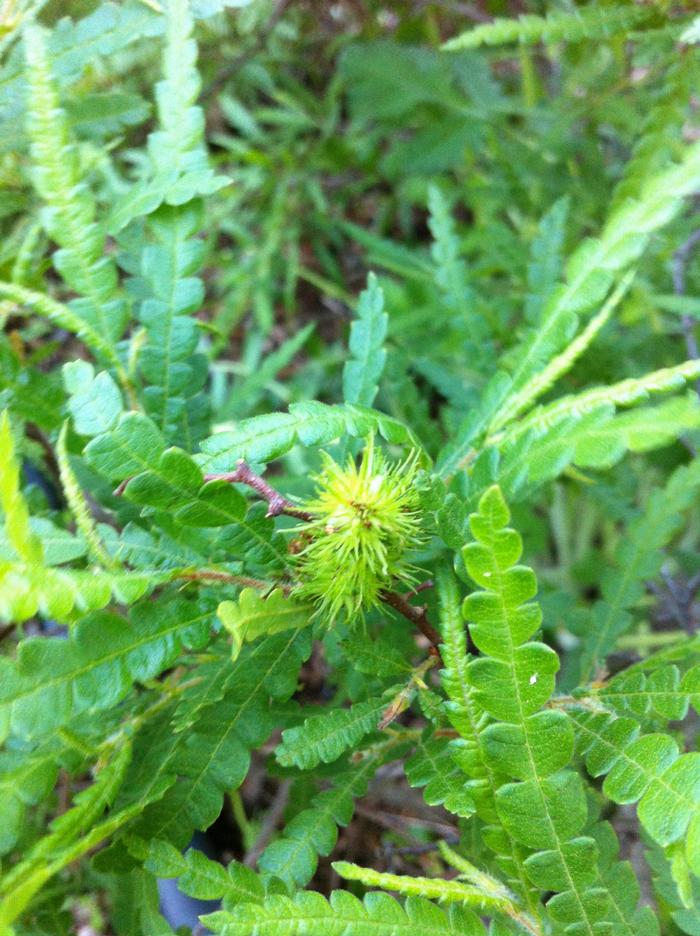 Comptonia peregrina 