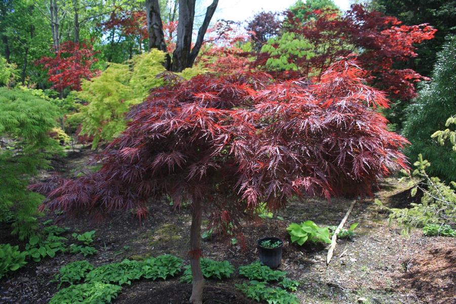 Acer palmatum var. dissectum Red Dragon