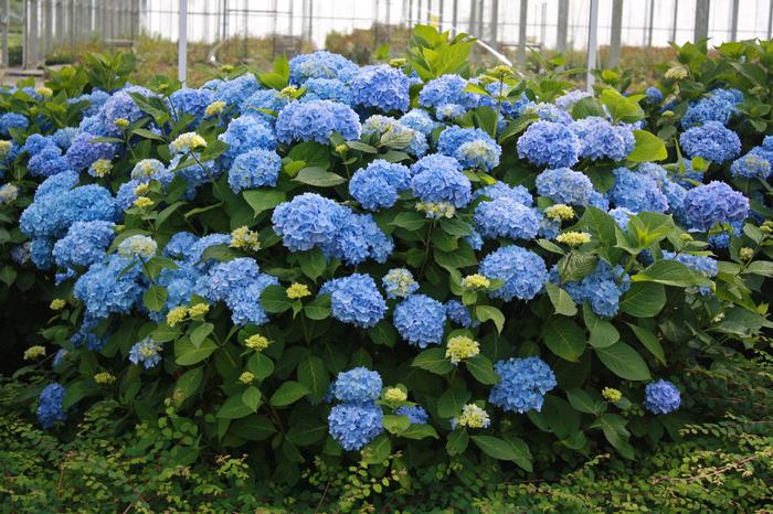Hydrangea macrophylla Bailmer - Endless Summer