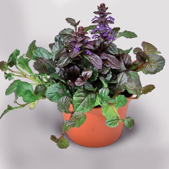 Ajuga x tenorii Chocolate Chunk