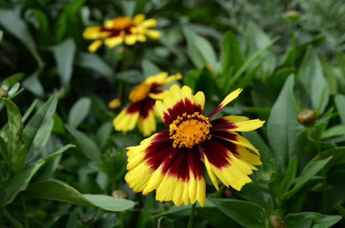 Coreopsis UpTick&trade; Yellow & Red