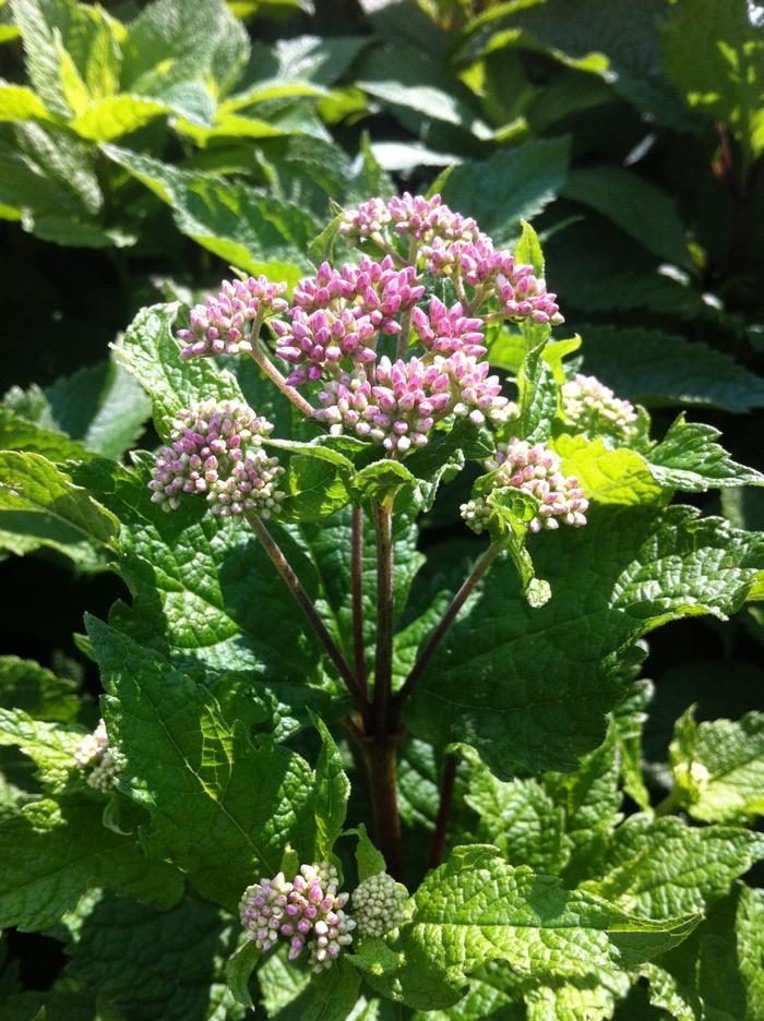 Eupatorium dubium Little Joe