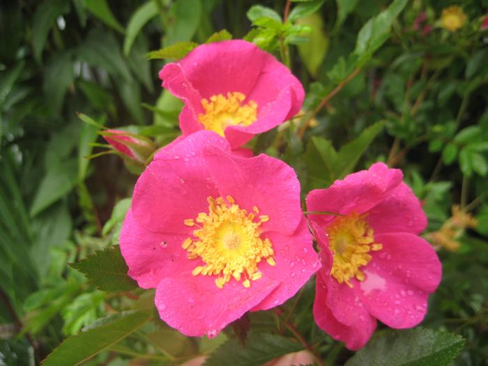 Rosa virginiana 