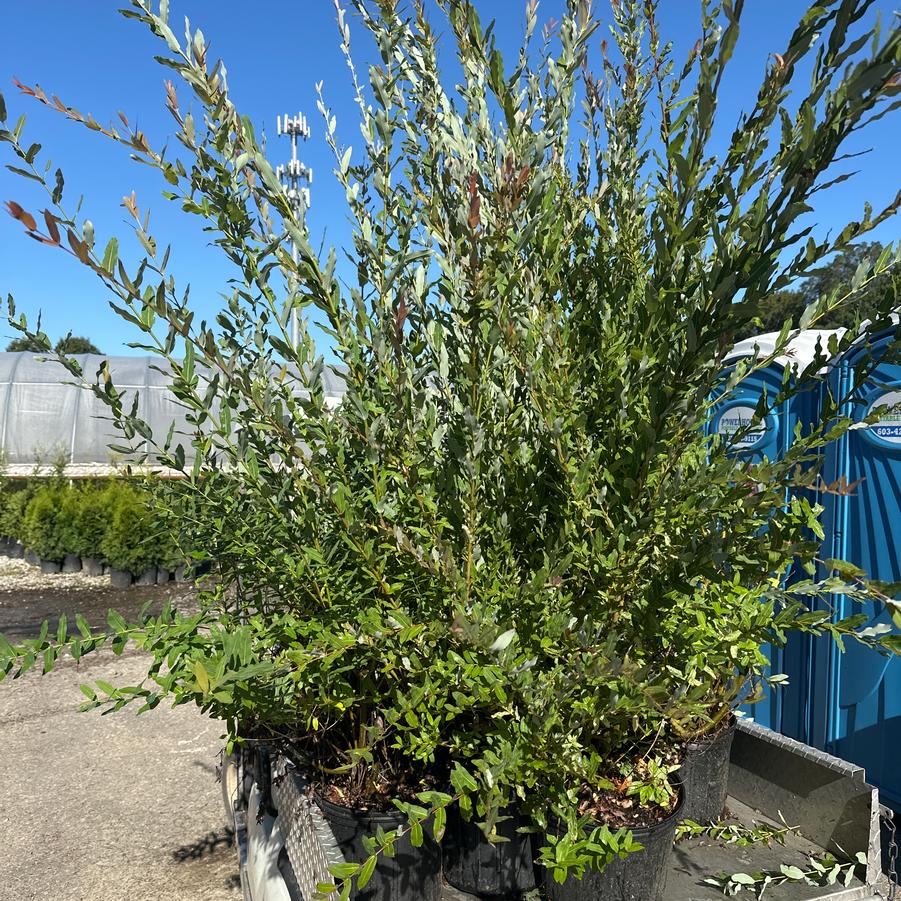 Salix integra Hakuro Nishiki