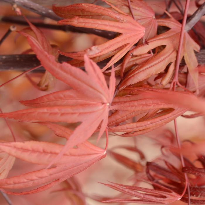 Acer palmatum Emperor 1