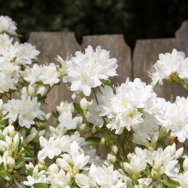 Azalea Delaware Valley White