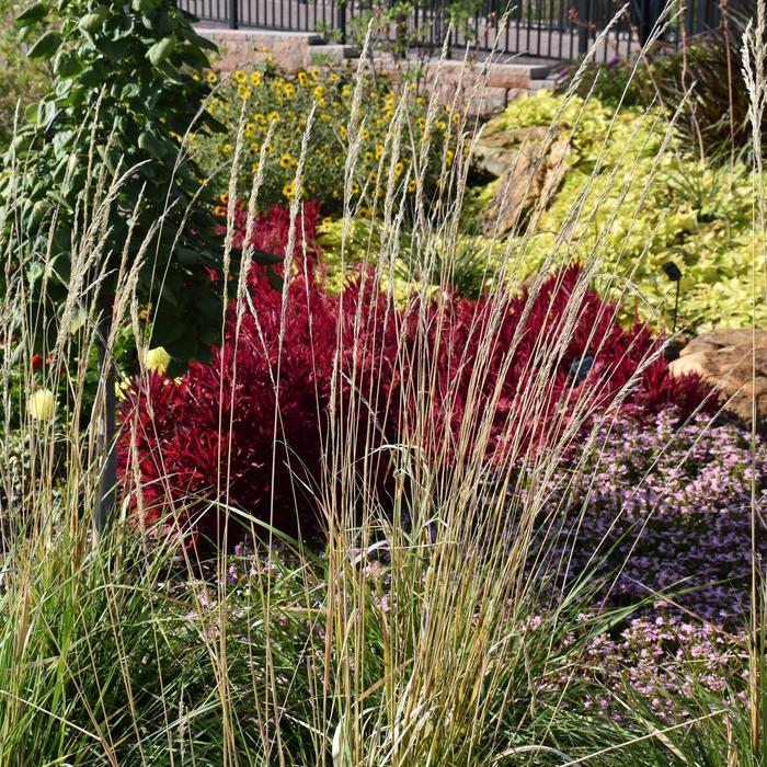 Calamagrostis acutiflora Karl Foerster