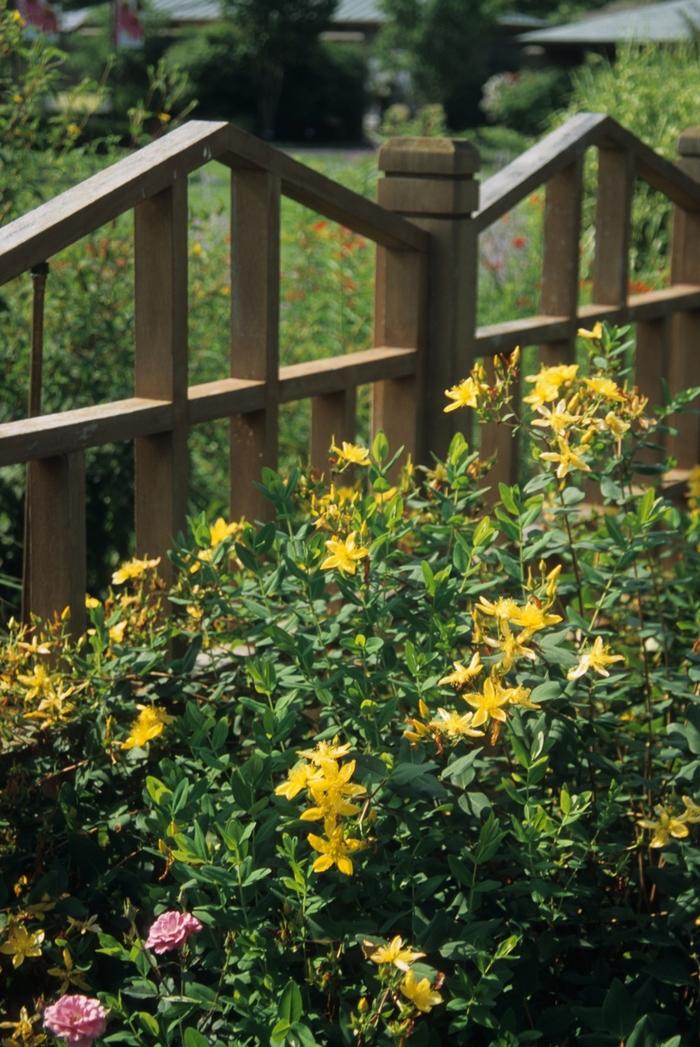 Hypericum x hidcoteense Hidcote