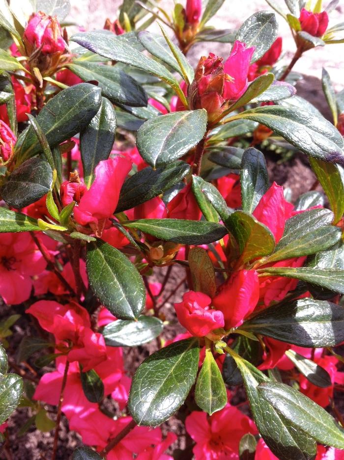 Rhododendron Girard's Rose