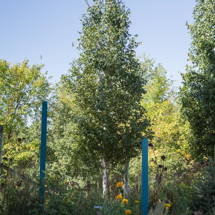 Betula platyphylla Parkland Pillar