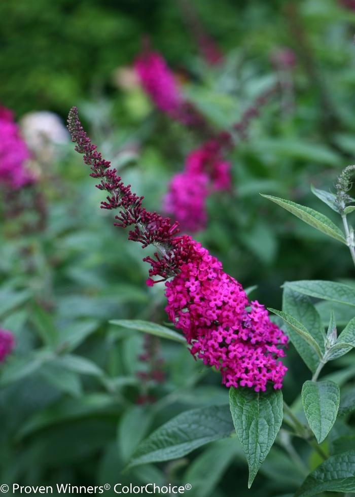 Buddleia x Miss Molly
