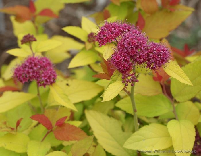 Spiraea japonica Double Play Candy Corn