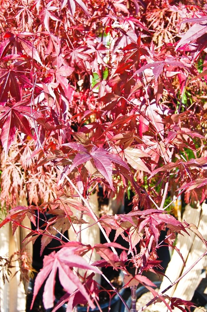 Acer palmatum Emperor 1