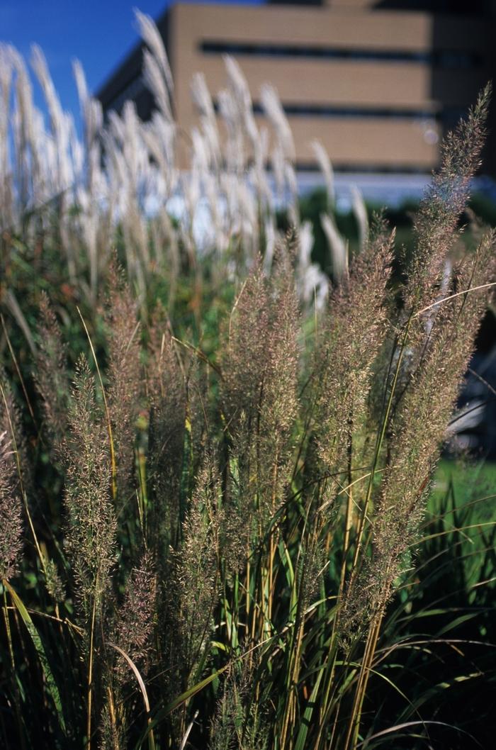 Calamagrostis brachytricha Caspian