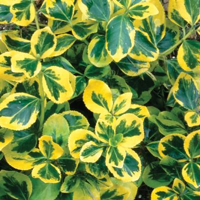 Euonymus fortunei Gold Splash