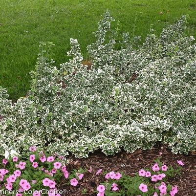 Euonymus fortunei White Album