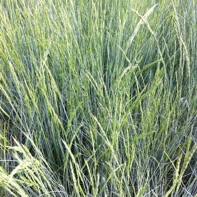 Festuca glauca Boulder Blue