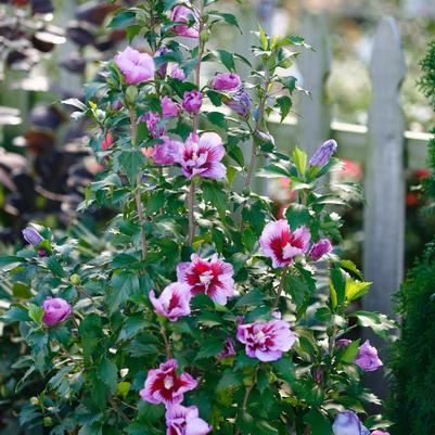 Hibiscus syriacus Purple Pillar