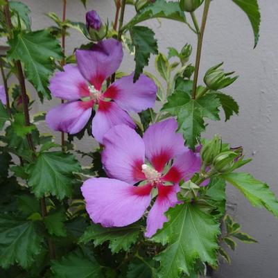 Hibiscus syriacus x Walberton's Rose Moon