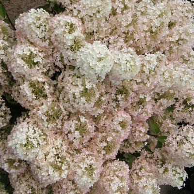 Hydrangea paniculata Bobo