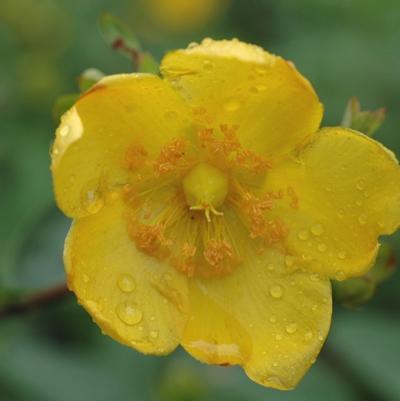 Hypericum x hidcoteense Hidcote