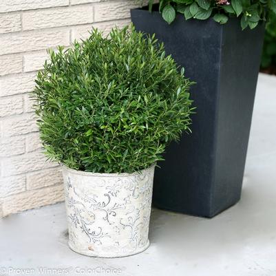 Ilex glabra Gem Box