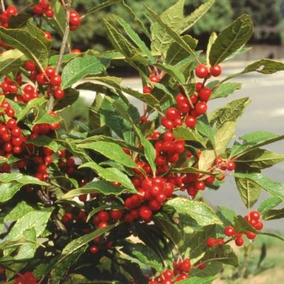 Ilex verticillata Berry Heavy M/F - PW