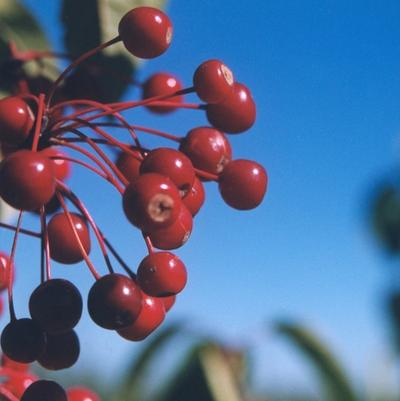 Malus Donald Wyman
