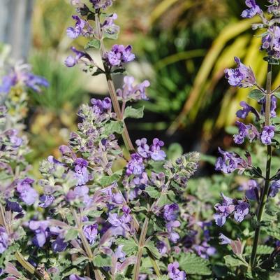 Nepeta fastenii Walker's Low