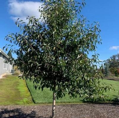 Nyssa sylvatica Northern Splendor
