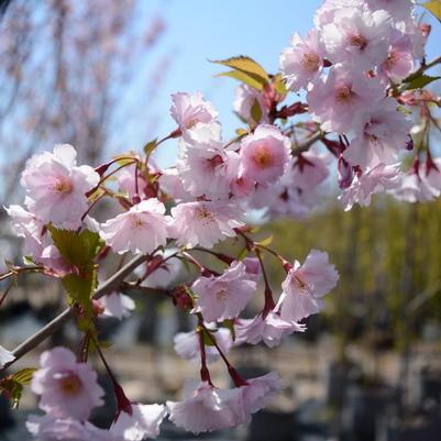 Prunus First Blush
