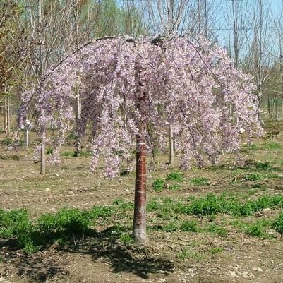 Prunus x Pink Snow Showers