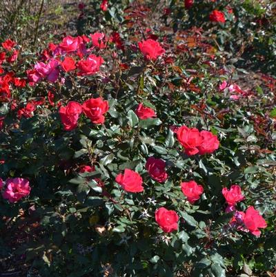 Rosa Double Red Knock Out Rose