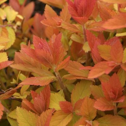 Spiraea x Double Play Big Bang