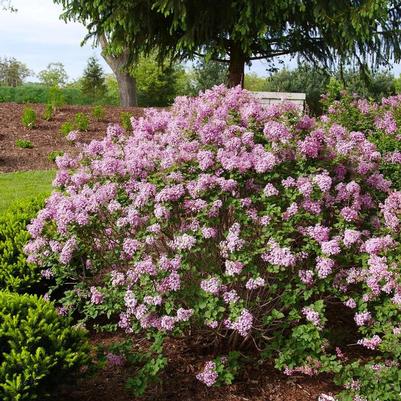 Syringa x pubescens Bloomerang® Purpink