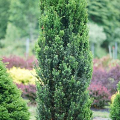 Taxus x media Stonehenge
