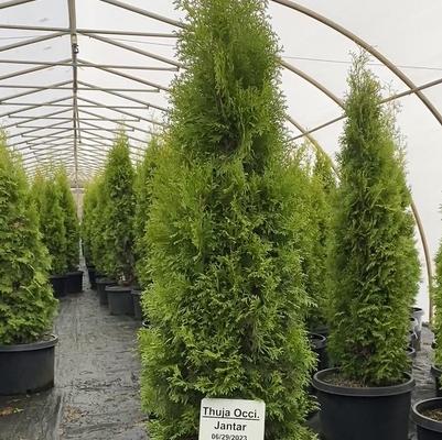 Thuja occidentalis Janed Gold