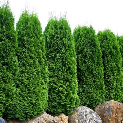 Thuja occidentalis Smaragd