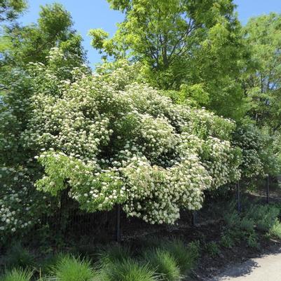 Viburnum dentatum Autumn Jazz