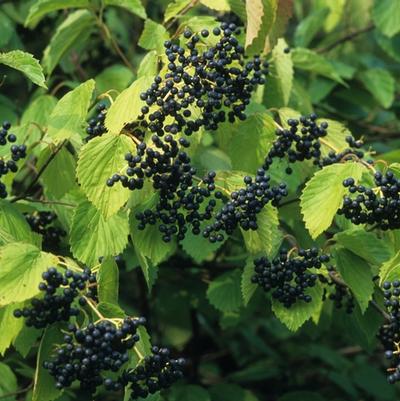 Viburnum dentatum Blue Muffin