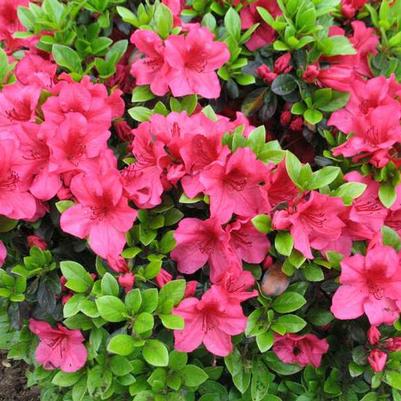 Azalea Girard's Crimson