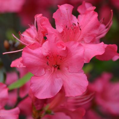 Azalea Girard's Rose